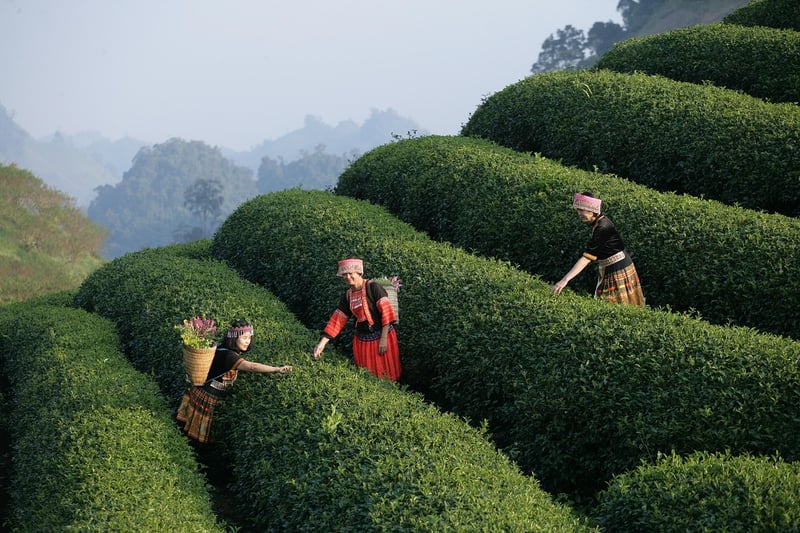 Charming Experiences